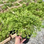 Kryptoméria japonská (Cryptomeria japonica) 'LITTLE CHAMPION', výška: 15-25 cm, ø 20-30 cm, kont. C3L (-23 °C) 